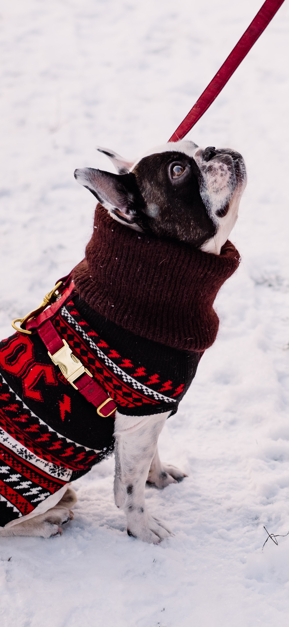 2023年手机壁纸,2023年最新款超清手机壁纸