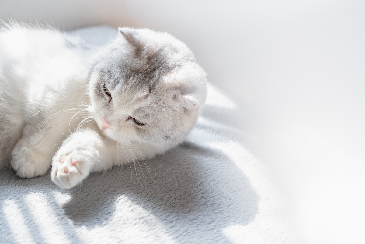 猫粮排行榜国产三大安全猫粮推荐,进口猫粮和国产猫粮的区别