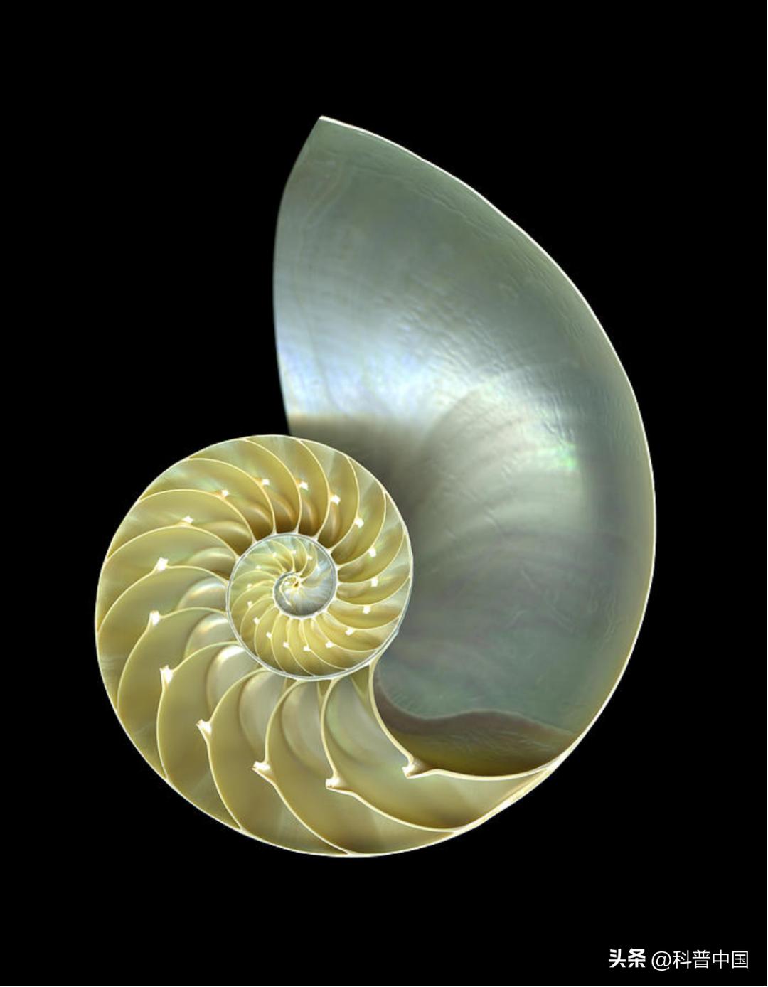 壳包肉包壳包肉……它是远古鱿鱼*亲近**，最后长成“五花肉”