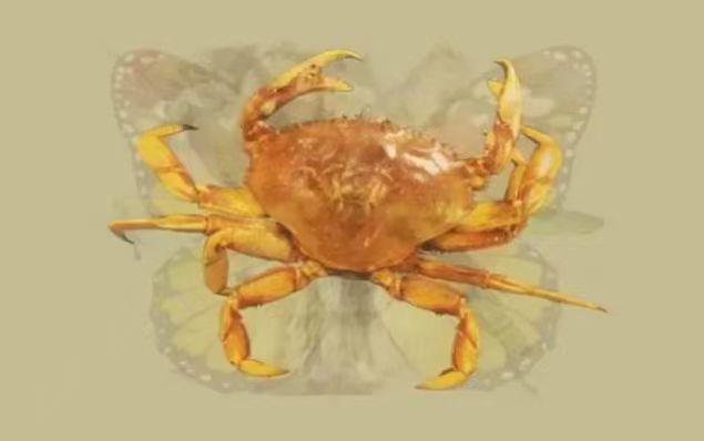 “一张图片”第一眼看出什么动物，就反映出你是什么人，非常准