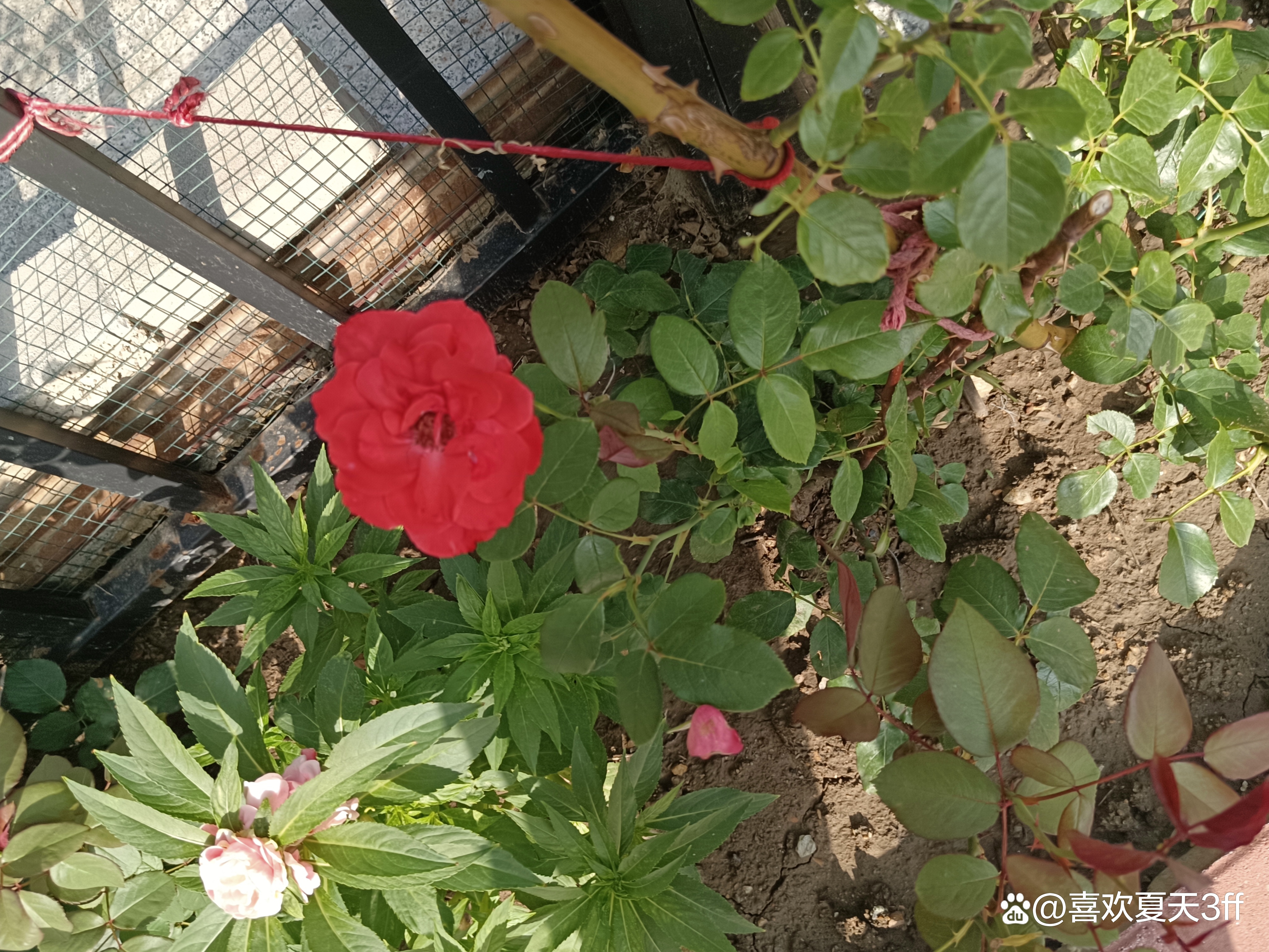 夏日的鲜花浪漫的盛开美丽又迷人,夏日盛开的鲜花