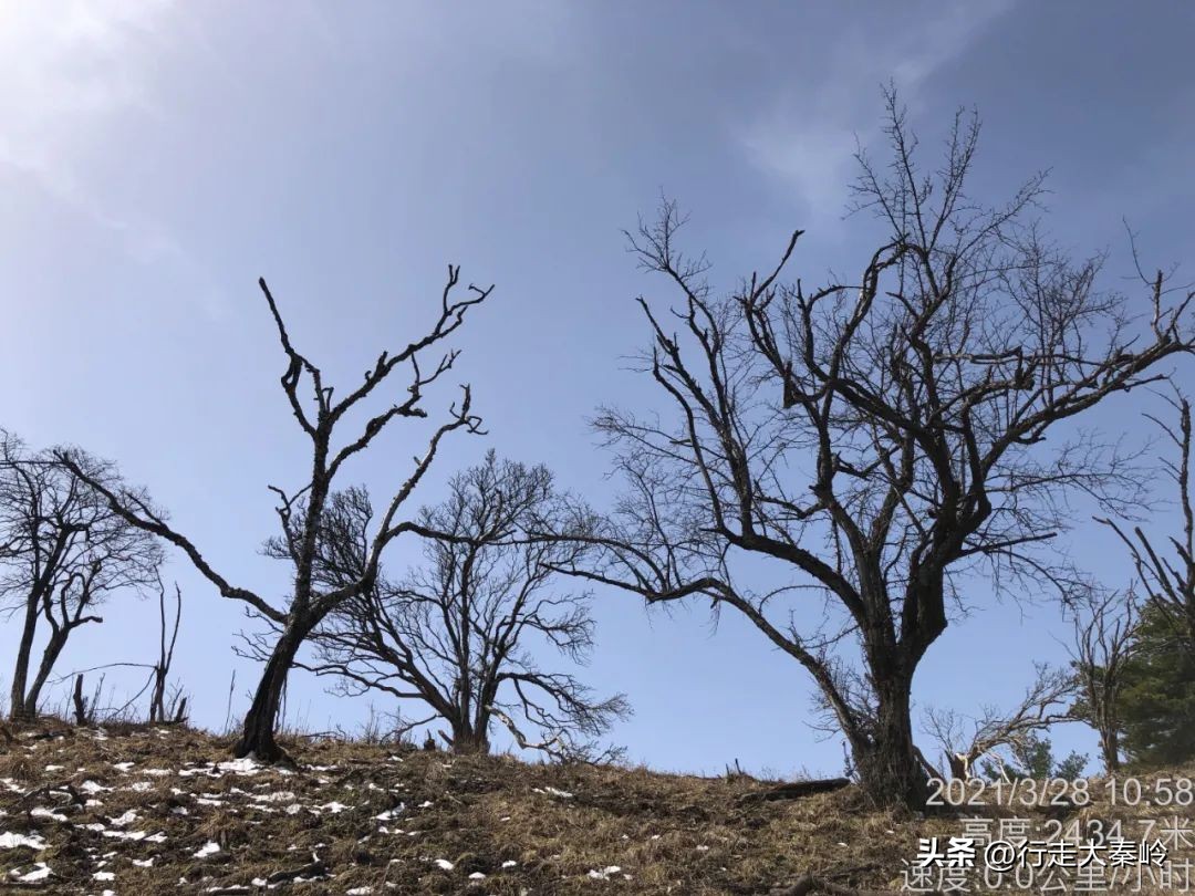 首阳山穿越大坪梁景色怎么样,大坪梁穿越到首阳山攻略