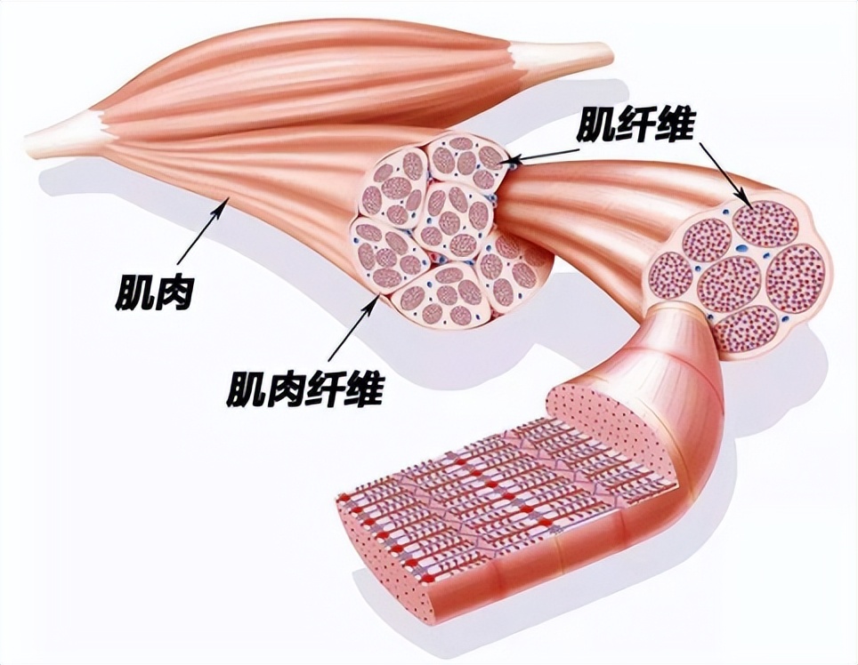 子宫收缩剧烈会羊水破裂吗,子宫小会导致羊水早破吗