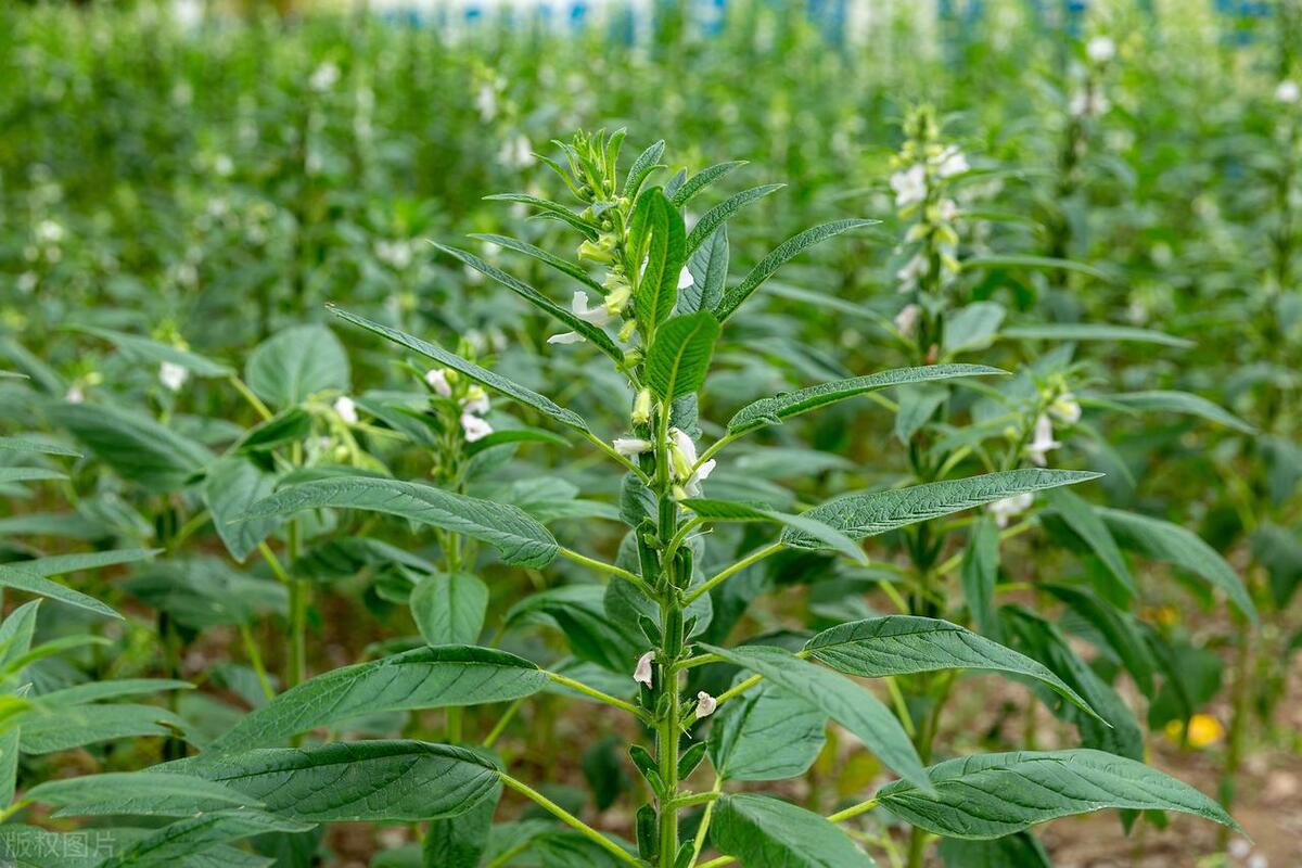 8种蔬菜晒干后比肉还好吃,八种晒干后好吃的蔬菜