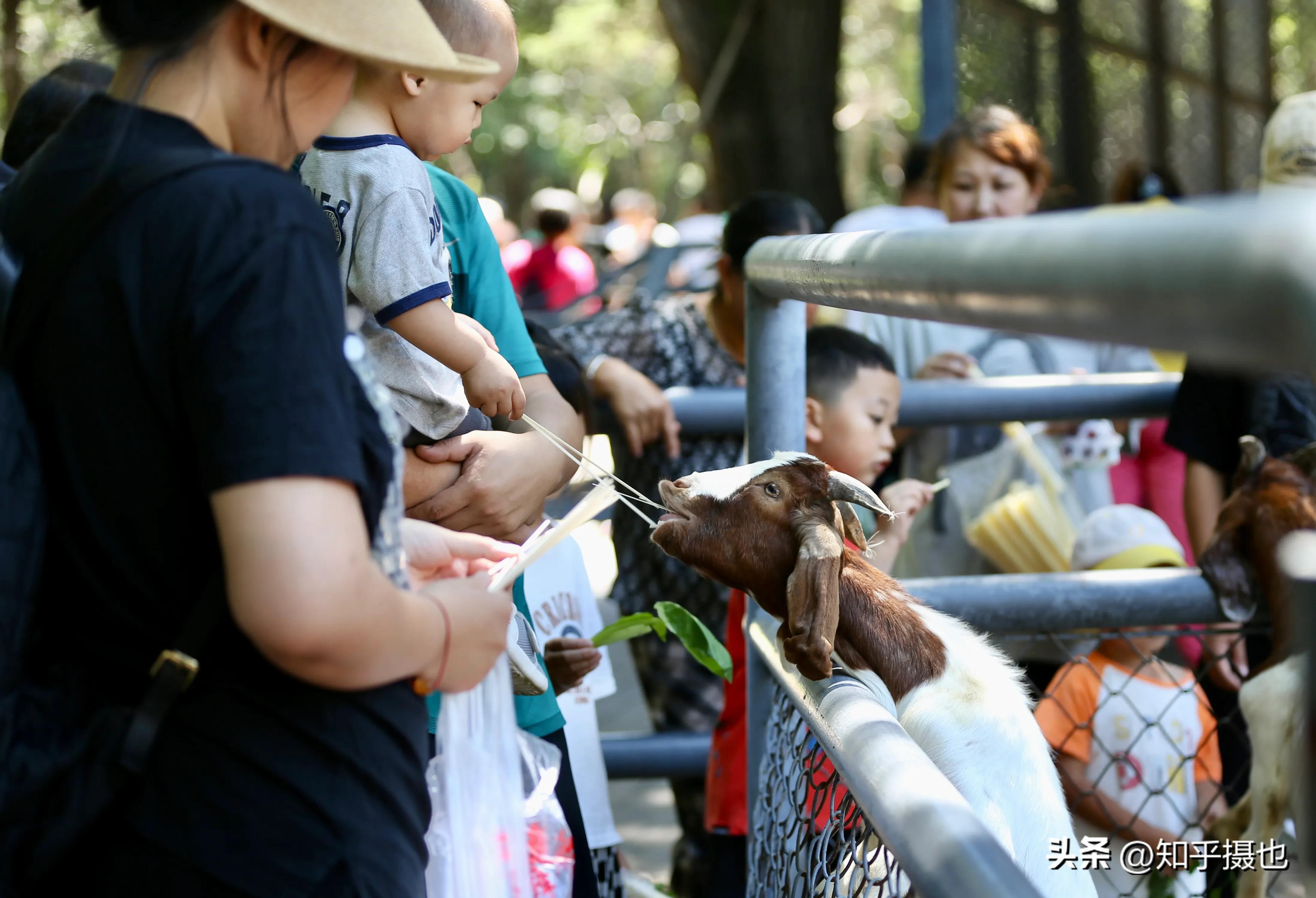 沈阳长白岛儿童公园,沈阳长白岛森林公园让带宠物么