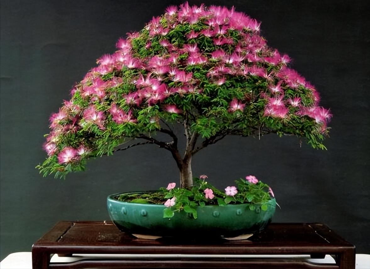 18种花卉的种子,100种最好养又好看的花