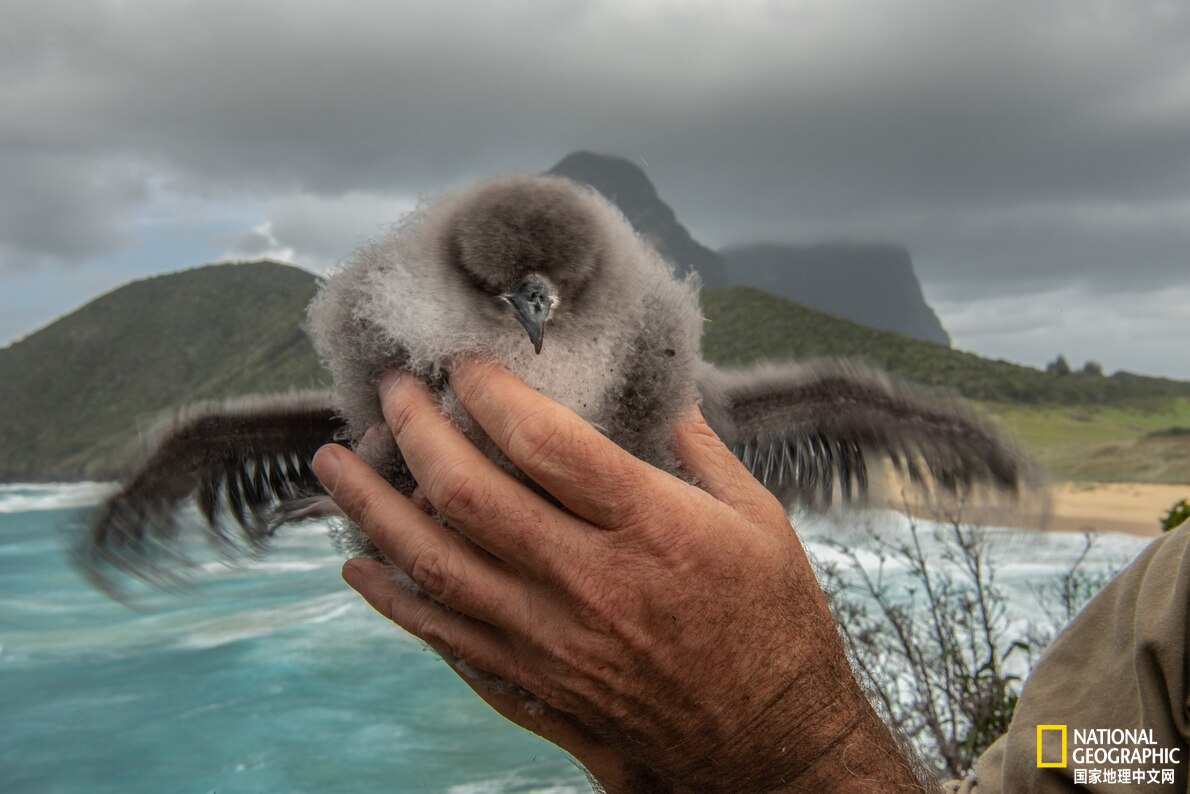 鐏紶澶ф垬榧犲矝,鐏紶澶ф垬鏆楀尯