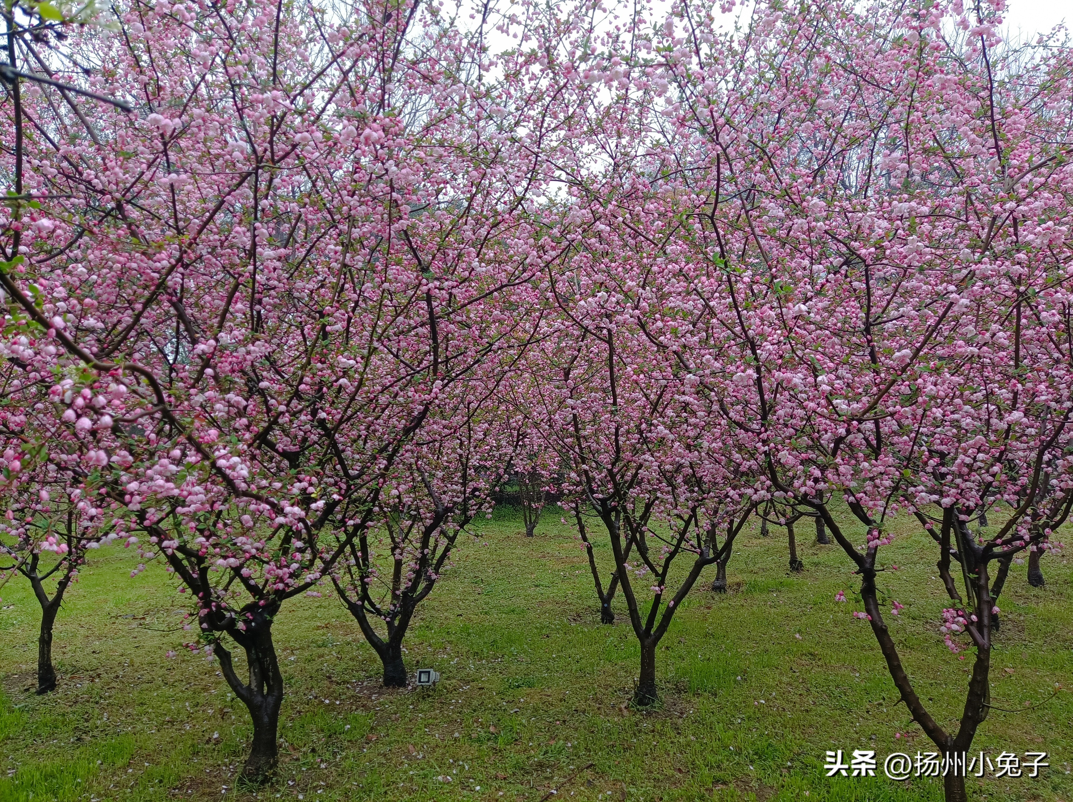 瘦西湖是下雨天去还是晴天去,瘦西湖下雨天能玩吗