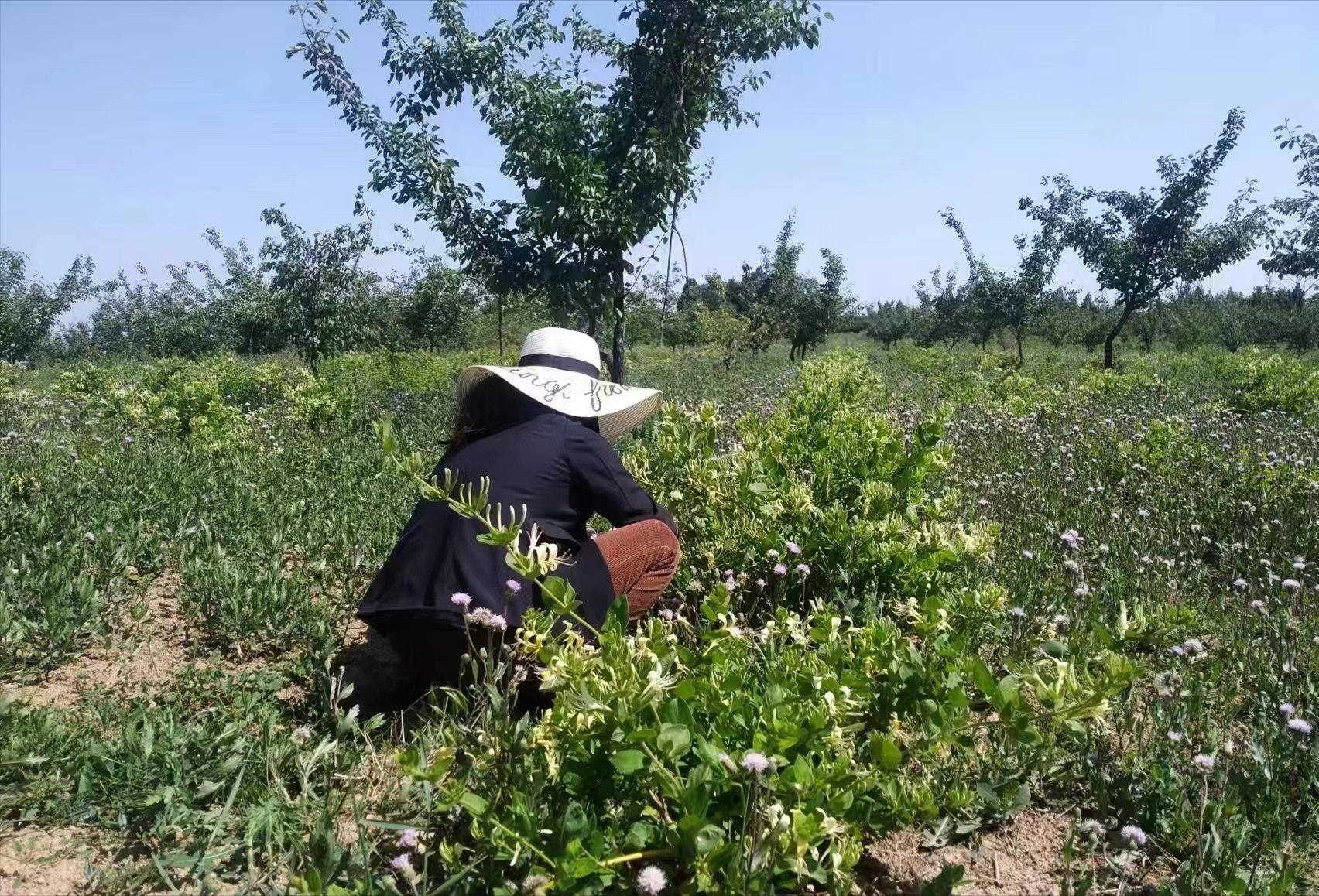 金银花种植拓宽群众致富路,礼泉县烟霞镇东坪村御杏庄园
