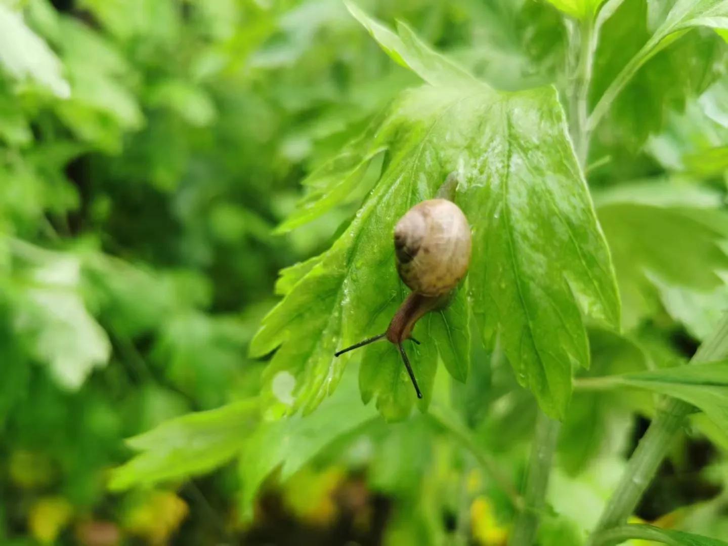 种植艾草让农民增收,种植艾草好处与功效