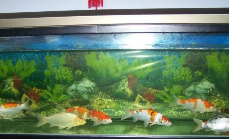 鱼缸换水可以从底滤缸换吗,金鱼身上长白霜鱼缸换水换多少