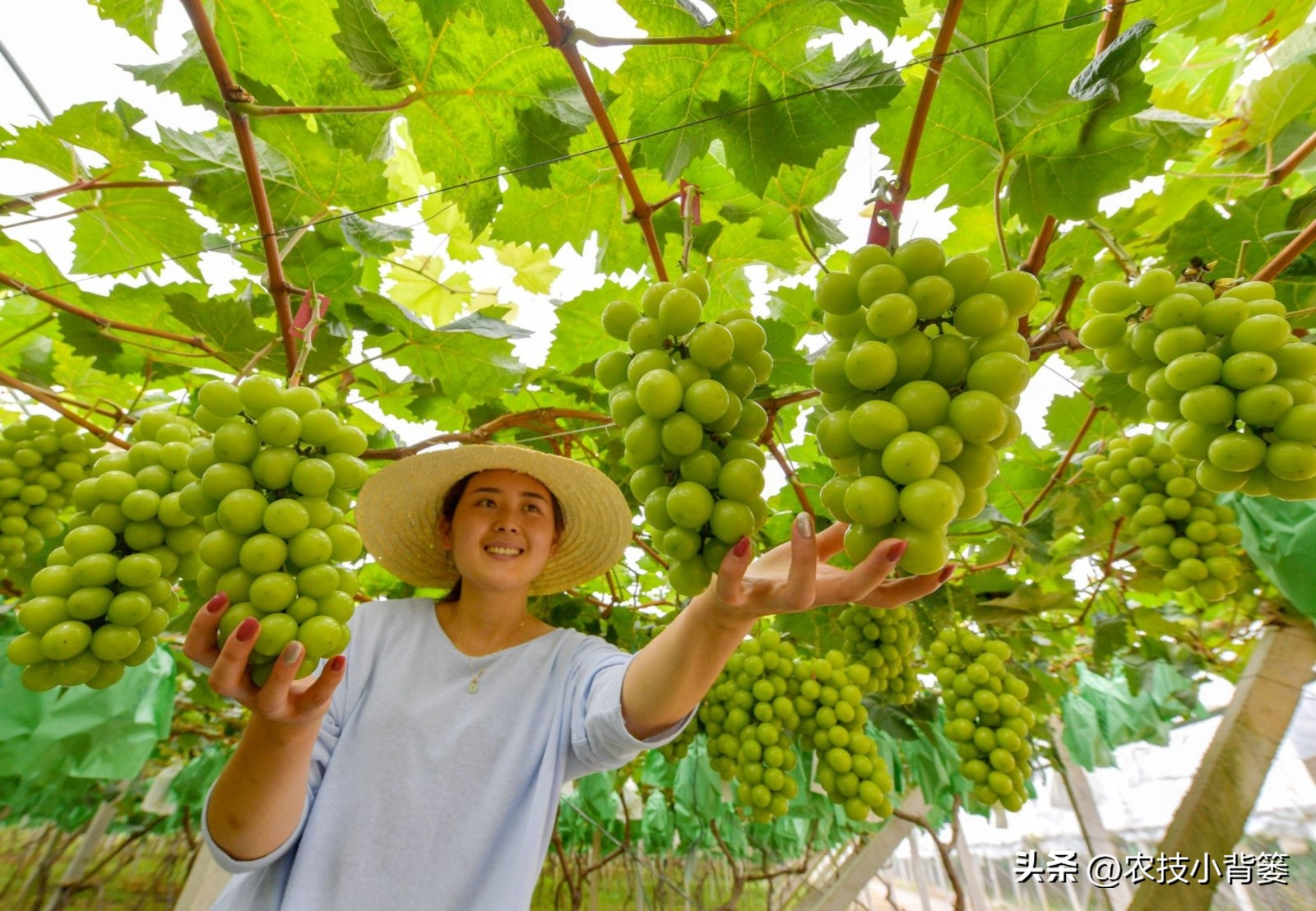 微生物菌肥的正确使用,微生物菌剂与菌肥区别是什么