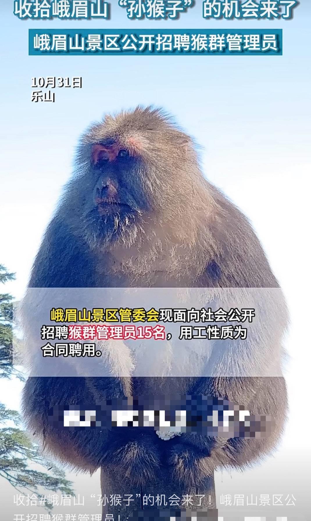 峨眉山猴群管理员,峨眉山猴群管理员工作内容