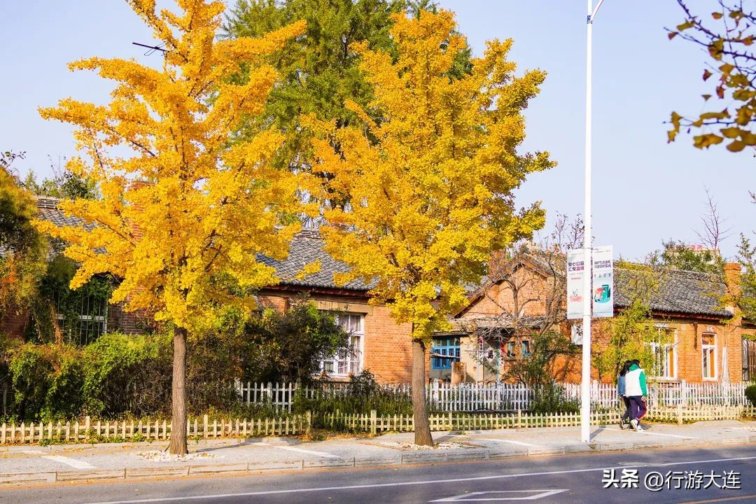 漫步银杏海~大连最美秋日在这里