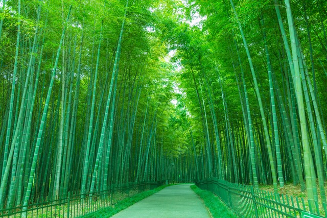 夏天竹子诗句古诗大全,写风吹绿竹的诗词