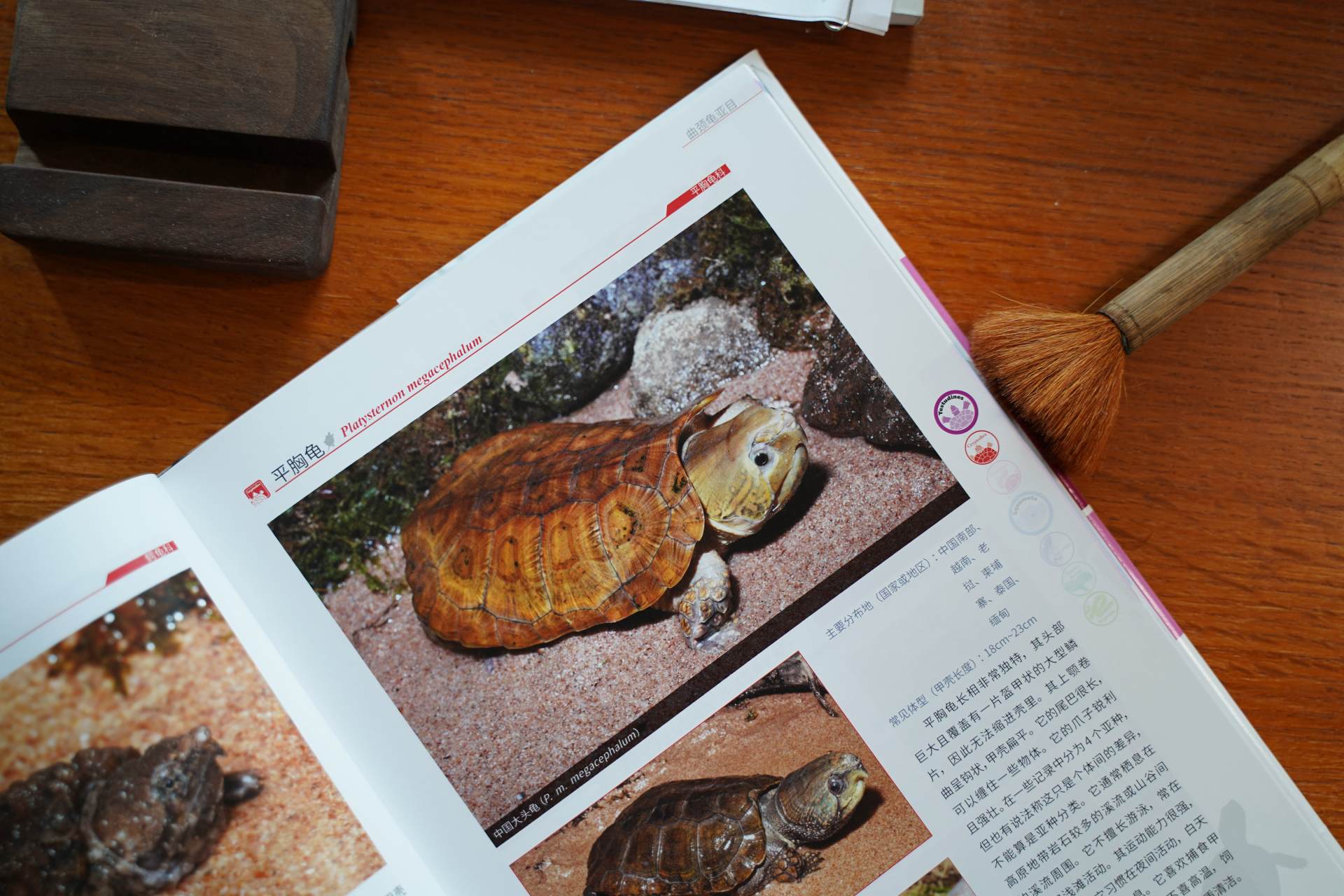 爬行动物世界动物园,世界爬行动物图鉴最新