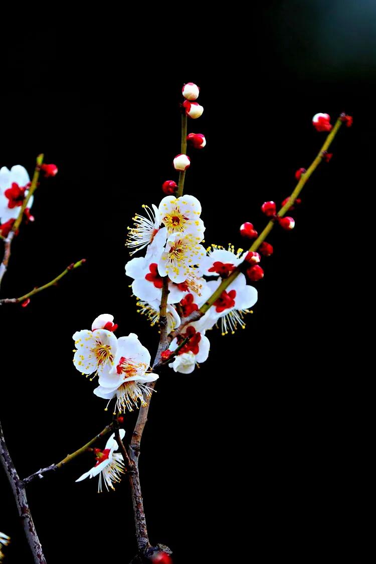 白梅蕴含的品格,白梅寓意