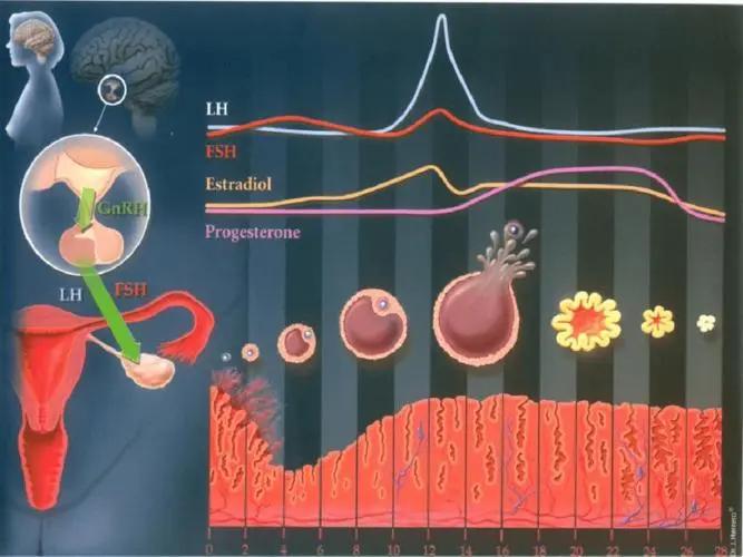“性成瘾”真的是病吗?难以控制,无法摆脱,就像大脑磕了药