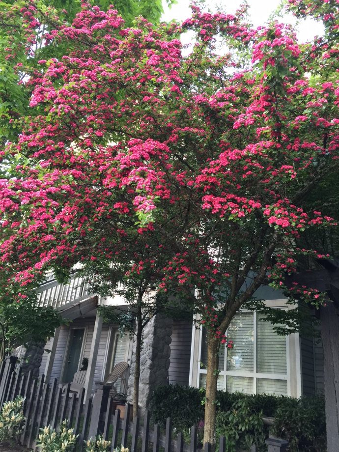 英国新品种：观花、赏果之王——英格兰山楂