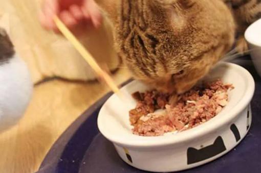 三天没铲屎猫咪会生病吗,小猫咪便秘了拉稀屎怎么办