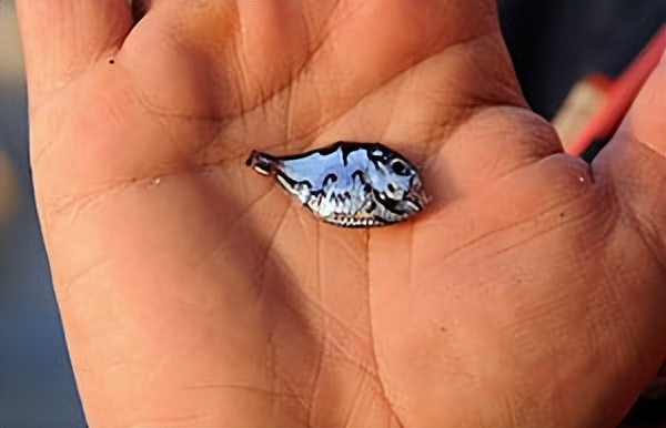 日本注射器,日本海域不明注射器