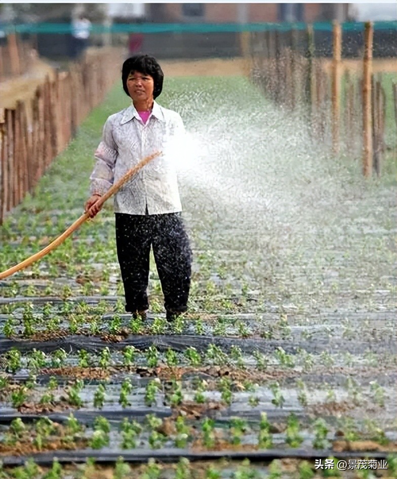 菊花苗扦插浇水要天天浇吗,菊花浇水方法视频教程