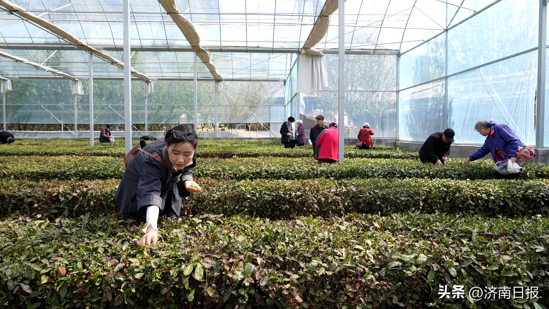 骑遇济南｜春末来这里，亲手采一捧“谷雨茶”
