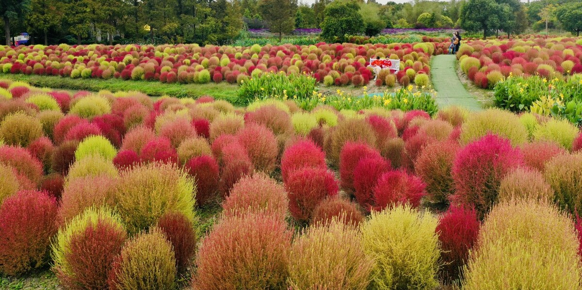 秋日上海好去处,上海秋日风景