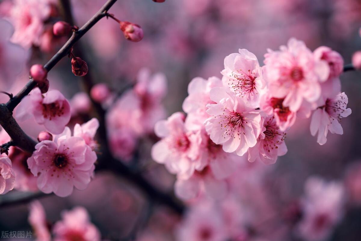 新冠二阳吃哪种感冒药,新冠二阳后怎么买药