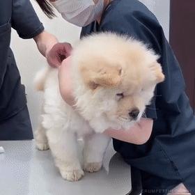 松狮犬为什么不适合家养呢,松狮犬为啥不建议养