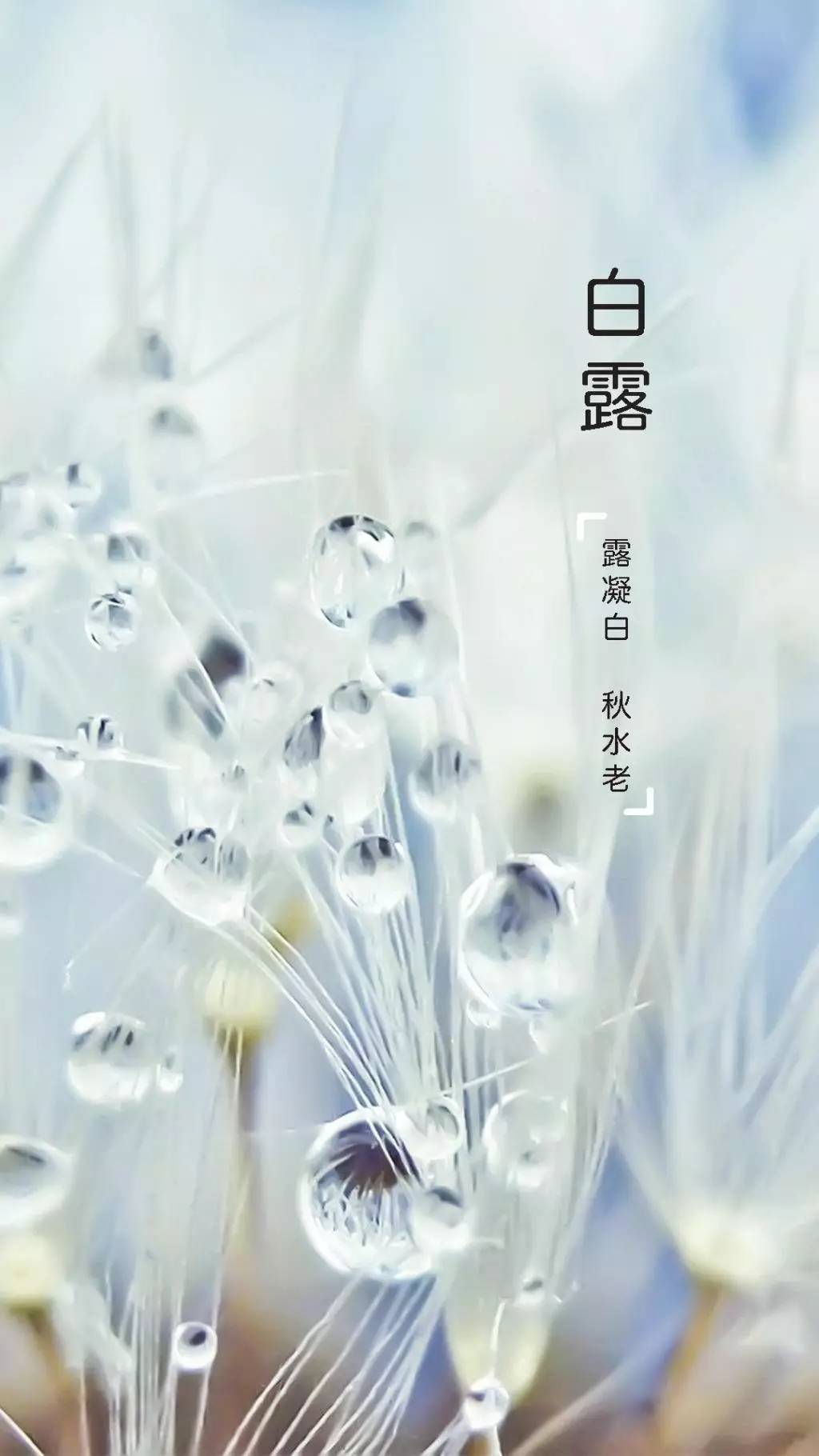 学习二十四节气白露