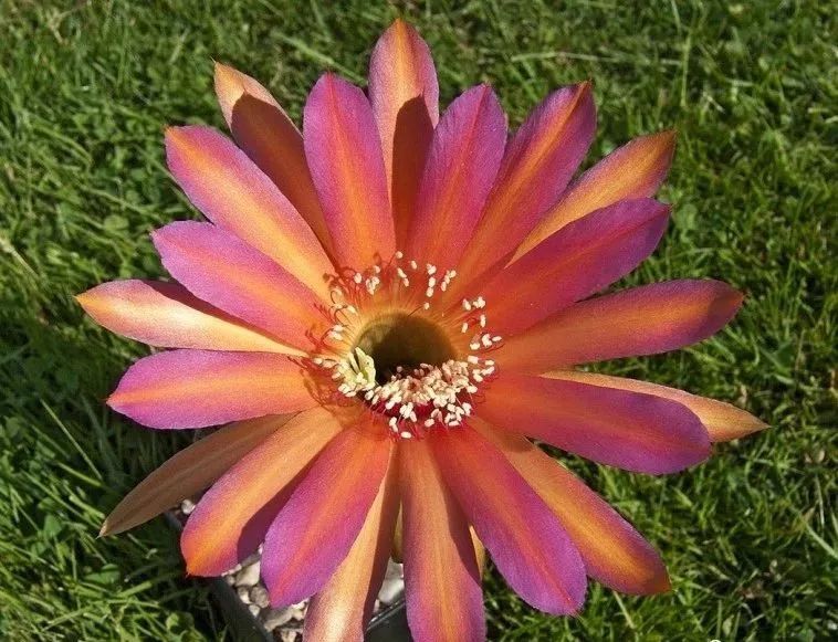 200种·仙人球开花图鉴，大开眼界，美到爆