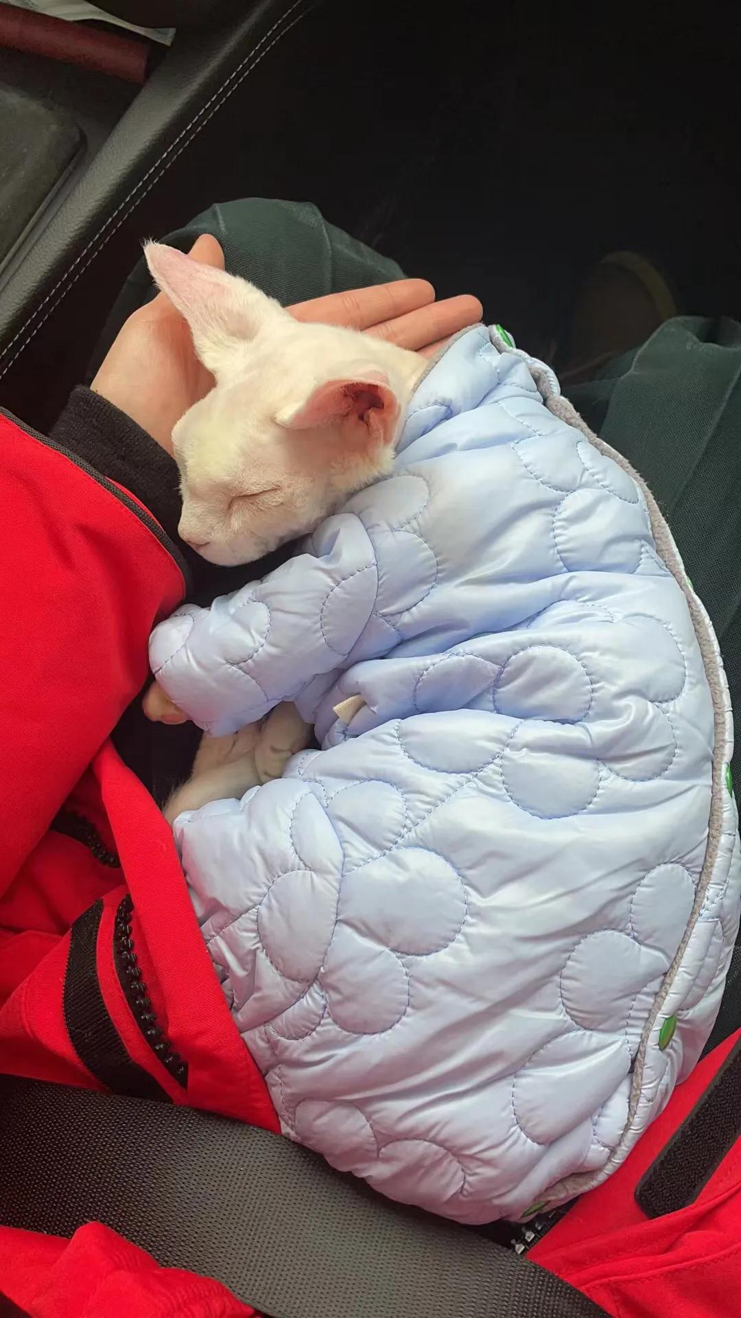 斯芬克斯猫模仿比鲁斯,斯芬克斯猫比鲁斯大人