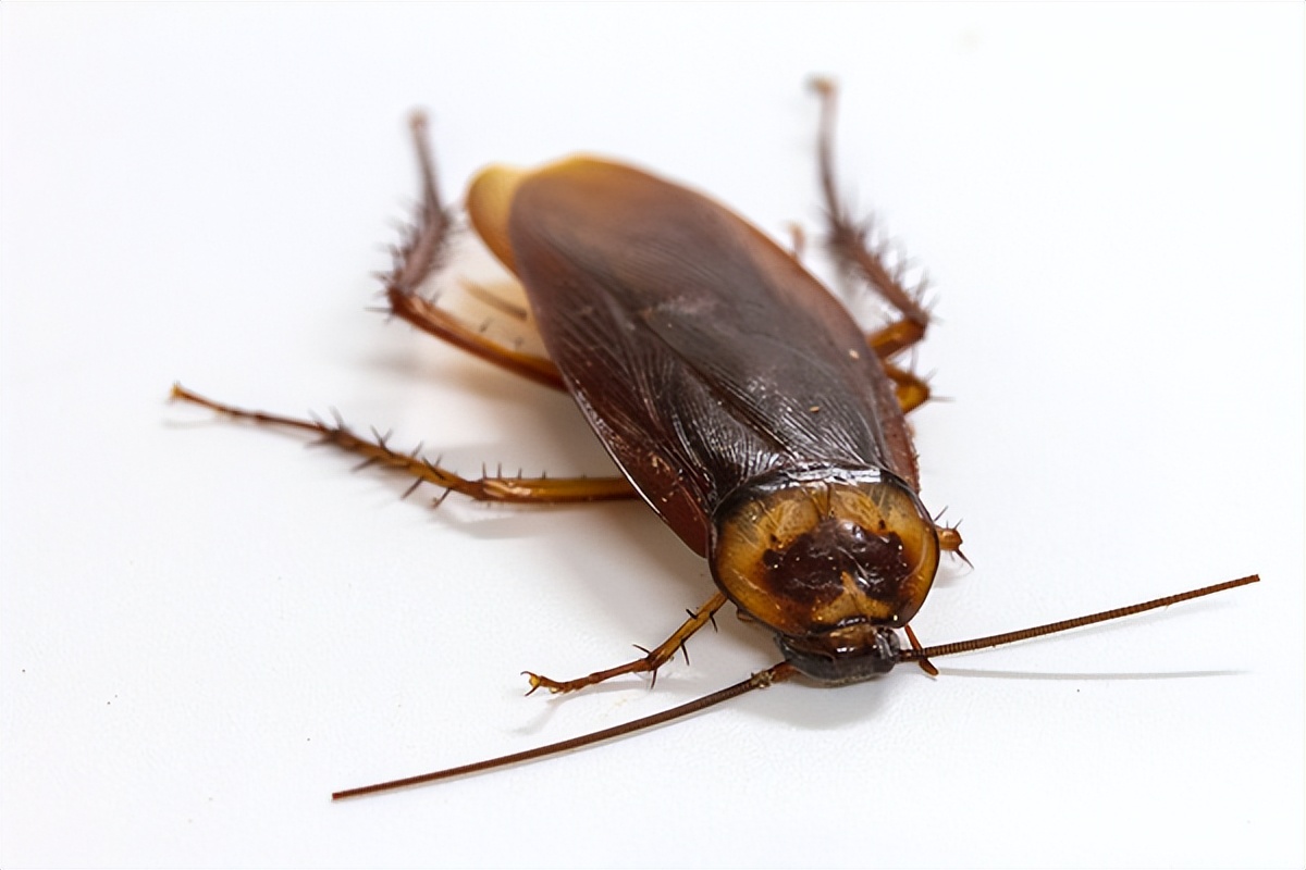 蟑螂太多了用什么方法能消灭,店里小蟑螂太多怎么办