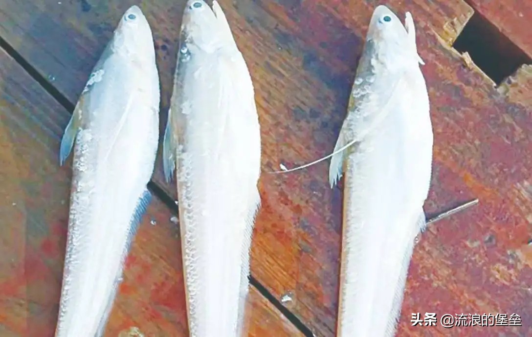 中国最昂贵的食物,中国最贵十大食材