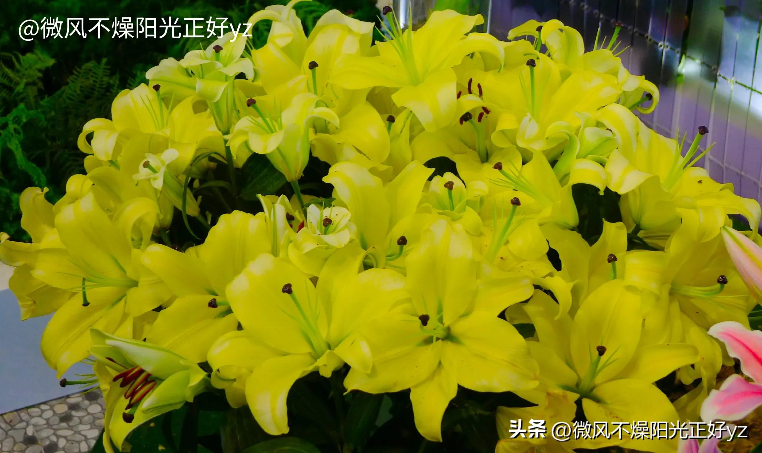 好看的百合花散发出淡淡的清香,漂亮的不同颜色的百合花