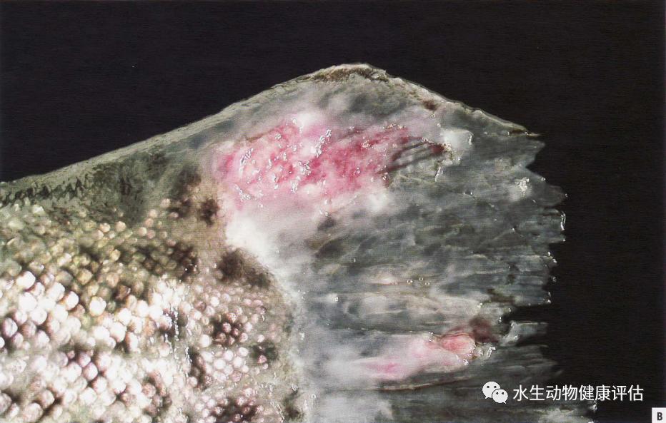 鱼类正常皮肤及其浅表疾病