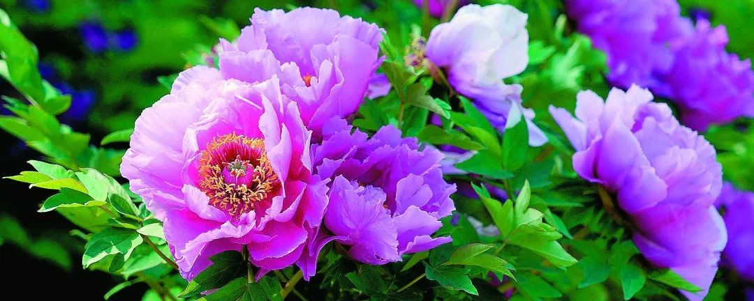 太原市双塔凌霄,双塔凌霄是什么