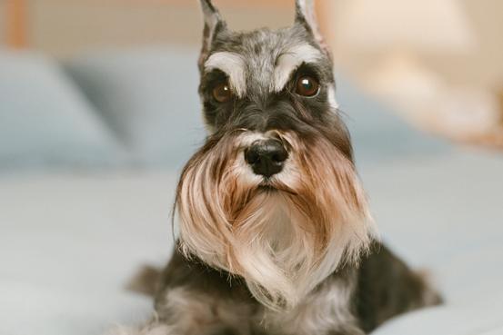 产后一个月的雪纳瑞犬，还会流出红色粘液，该如何治疗呢？