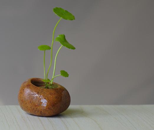 最漂亮的石头花盆,奇形怪异石头花盆
