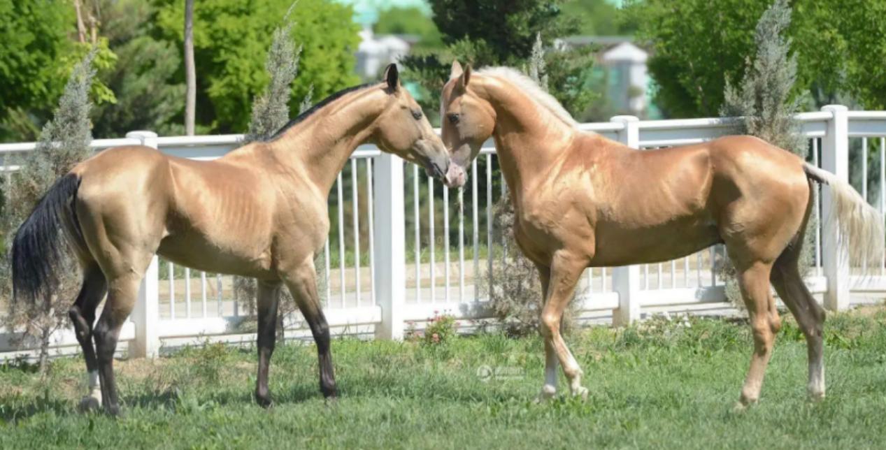 土库曼斯坦是永久中立国吗,土库曼斯坦中立国