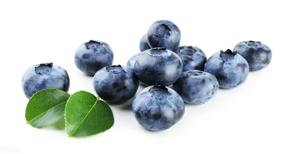 种植蓝莓有发展吗,蓝莓的种植与发展