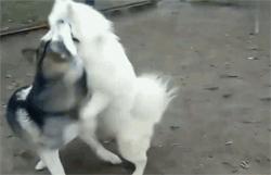 哈士奇和萨摩耶打架，这过程也太搞笑点了吧，笑死