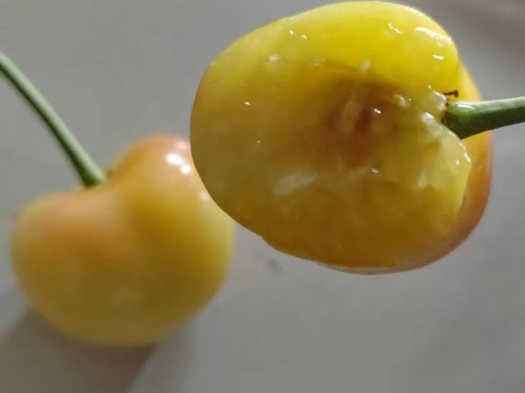 樱桃挑硬还是软的好,樱桃尺寸买多大的合适