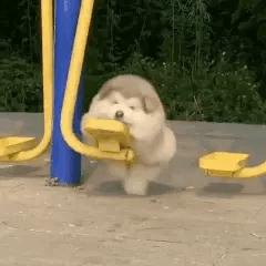 狗狗举动让人泪目,狗狗街头反应