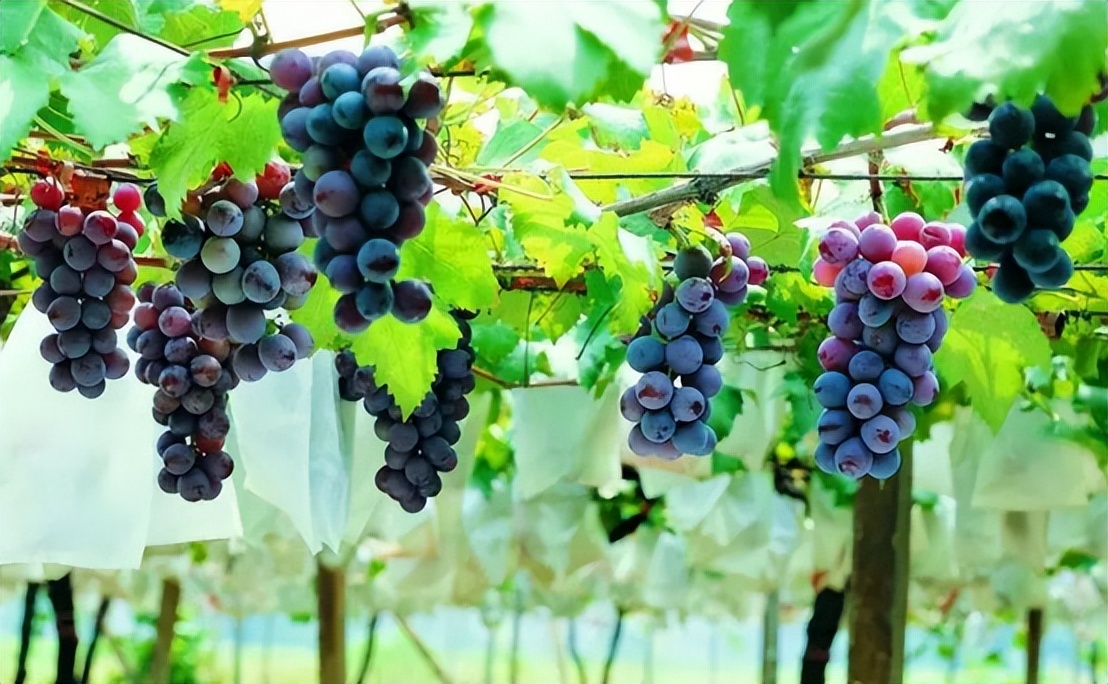 葡萄美酒夜光杯唐诗朗读,葡萄美酒夜光杯的诗意