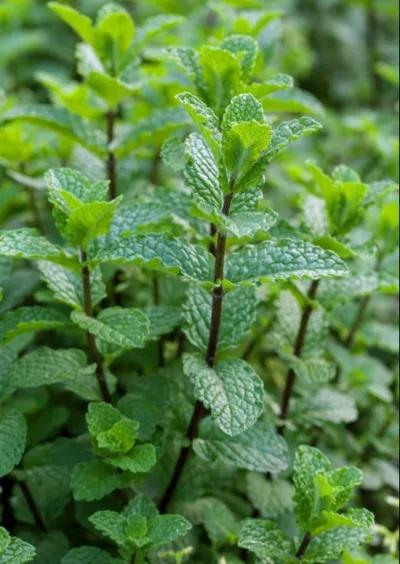 夏日的清凉薄荷,夏日清凉的薄荷