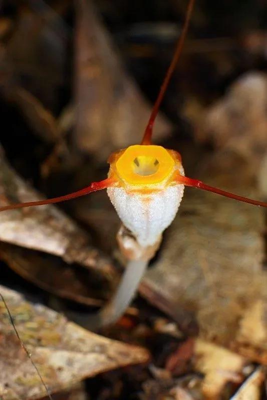 罕见漂亮的鲜花,全球最漂亮的鲜花