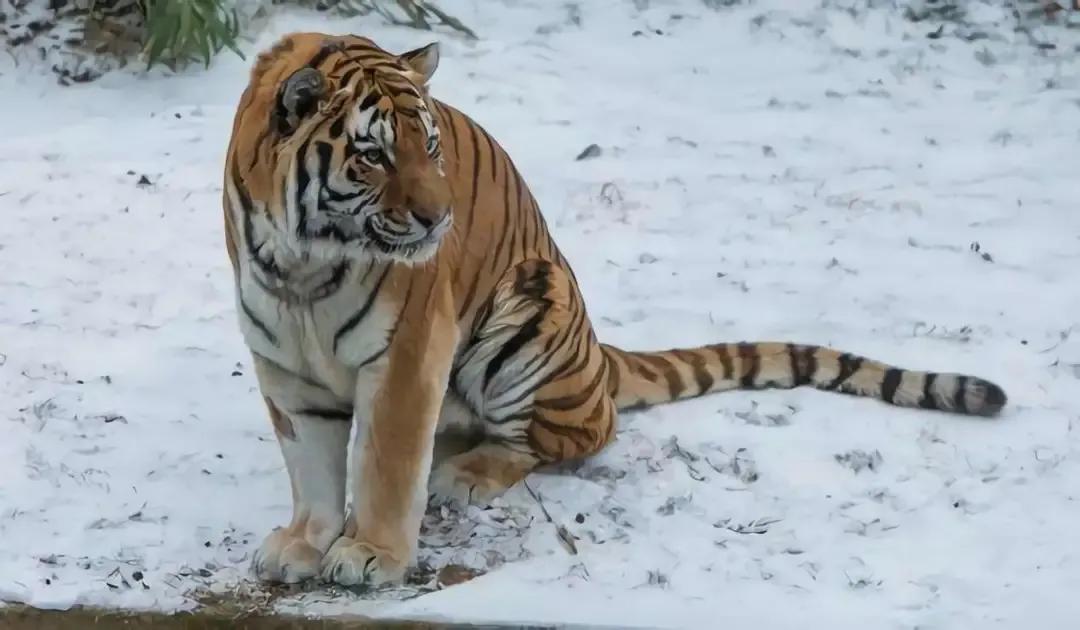 猛虎潜深山长啸自成风出自哪里,猛虎潜深山长啸自生风打一生肖