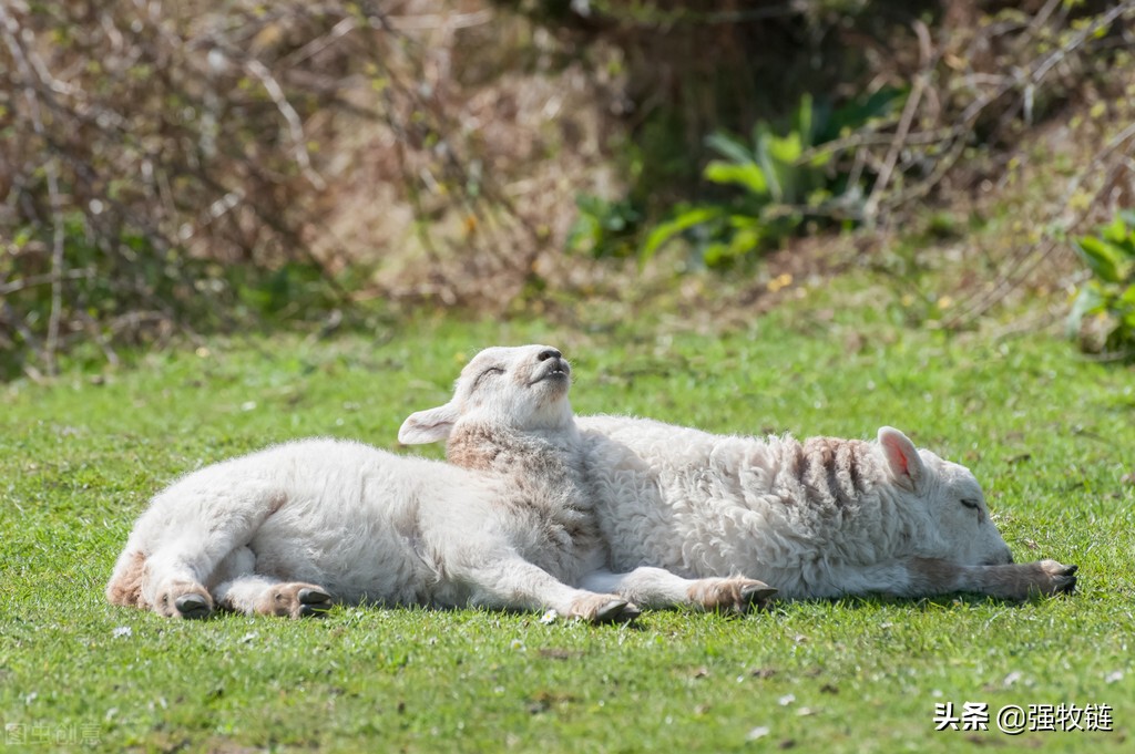 刚出生的羊羔太弱了怎么办,新生羊羔存活率低